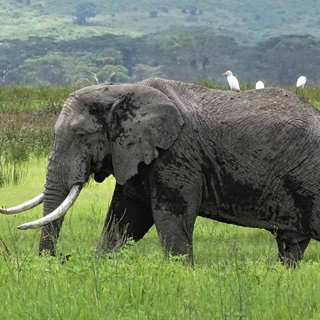 ngorongoro-destination