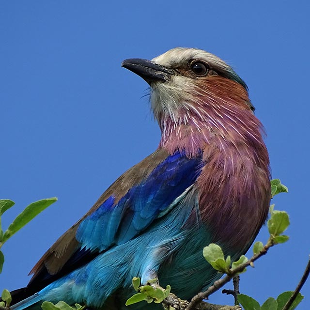 tarangire-np