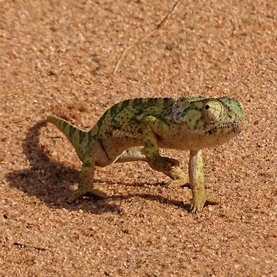 tarangire-chameleon